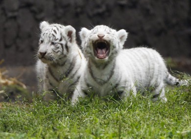 White tigers are extremely rare in the wild.