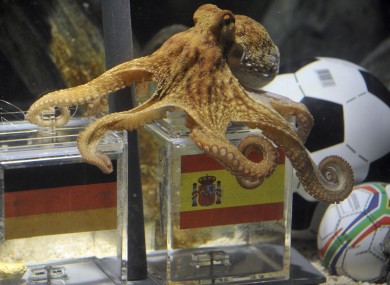 'Psychic' Paul the Octopus rose to fame after predicting eight World Cup results correctly - with less than a 0.4% chance of doing so by fluke.