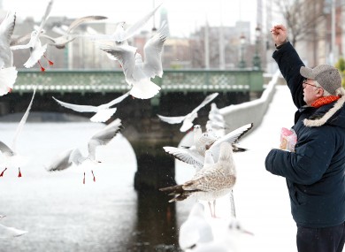 A man feeds seagulls by the River Liffey in central Dublin amid the snow yesterday.