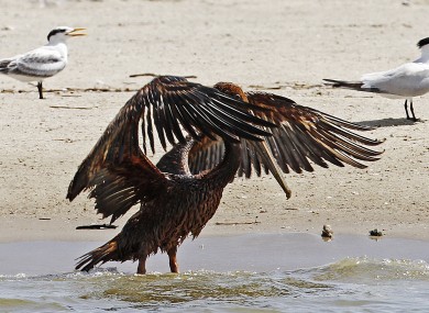 The Deepwater Horizon oil spill was the worst in environmental history, spilling 4.9 million barrels of oil into the sea.