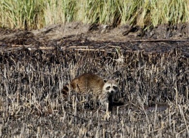 A raccoon walks in an oil-impacted area of marsh grass in Bay Jimmy near the Louisiana coast on 29 October, 2010.