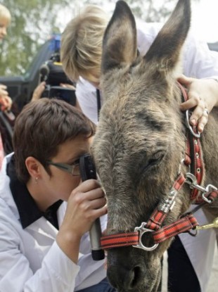 Anapka is examined by a vet upon arrival at a Moscow stable after being taken from resort.