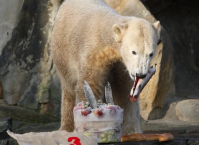 Knut eating a birthday 'cake' at Berlin Zoo in December 2009.