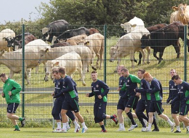The Northern Ireland players are joined by local cows during training in Dublin earlier.