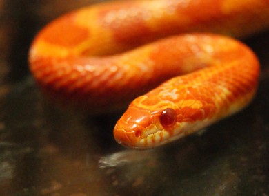 A corn snake similar to the one found by Joe Conroy