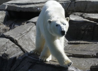 Scientists have traced polar bears' roots back to Ireland.