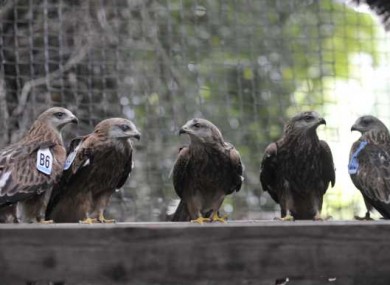 Minister for Arts, Heritage and Gaeltacht Affairs Jimmy Deenihan released 26 Red Kites into the wild in Newbridge Demesne, Donabate today