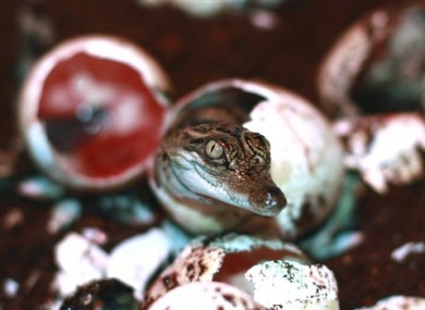 Coy croc: Image released by the Wildlife Conservation Society of one of the rare crocodiles hatching in Laos last week.