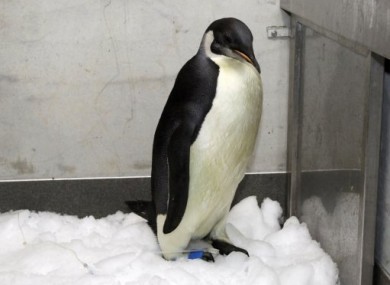 In happier times: the Emperor penguin in his temporary home at Wellington Zoo, New Zealand