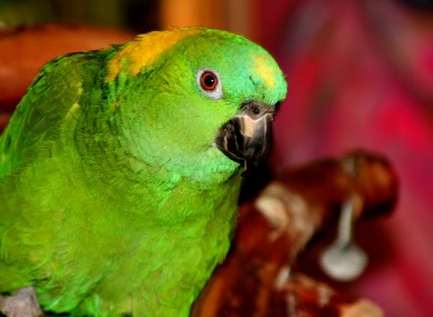 This is not Captain but a parrot of similar colouring to the lost bird.