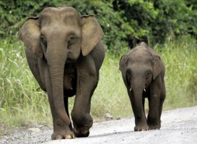 File photo of pygmy elephants in Sabah state on Borneo Island, Malaysia.