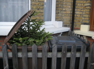 Warning: Don't dump your Christmas tree in the brown bin.