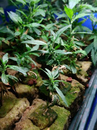 File photo of cannabis plants being cultivated in a hydroponics factory near Canterbury, Kent.