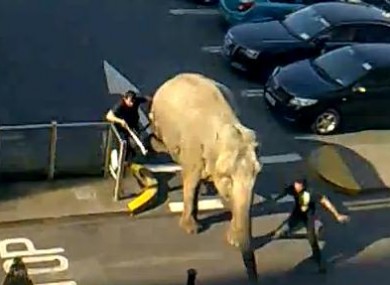 Elephant escapes from the circus