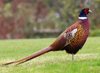 File photo of a pheasant.