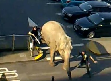Handlers try to capture an elephant who escaped from the same circus earlier this week.