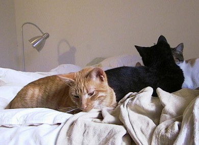 A group of cats making themselves good and comfortable.