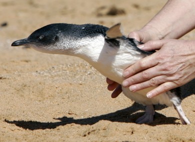 File photo of a juvenile fairy penguin. Dirk the penguin was at risk of being eaten by a shark when he was released by two Welshmen who had stolen him from a theme park.