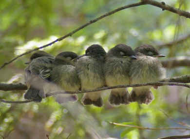 Five sleepy Phoebe Fledglings.