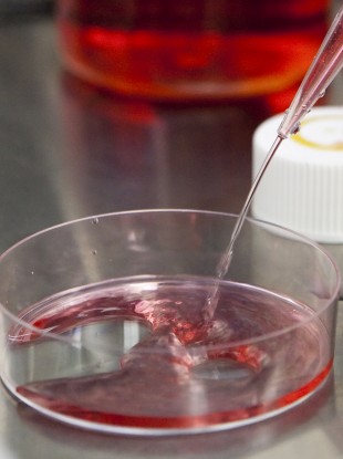 Photo: a growth medium is added to a dish in which stem cells are grown
