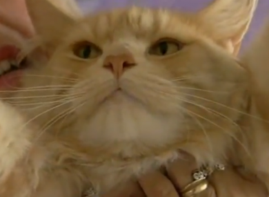 Behold its fearsome cuddly mane.