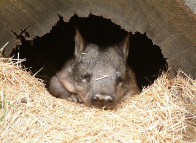 Peekaboo