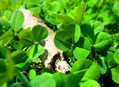 You know you're Irish when you're technically known as 'trifolium repens'.