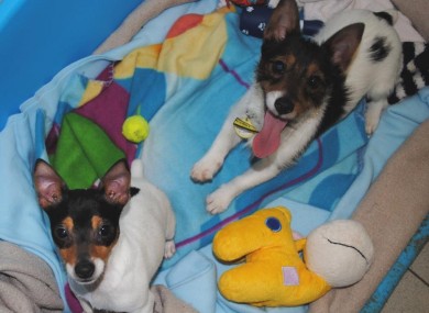 Sugar Plumb and Eve were both abandoned over Christmas.