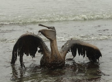 In this Thursday, June 3, 2010 file picture, a Brown Pelican tries to raise its wings as it sits on the beach at East Grand Terre Island along the Louisiana coast after being drenched in oil from the Deepwater Horizon oil spill.