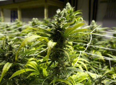 Marijuana plants ready for harvesting at a grow house in Denver, Colorado last month.