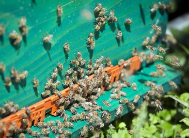 Bees gather at a hive during an experiment at Zagreb University.