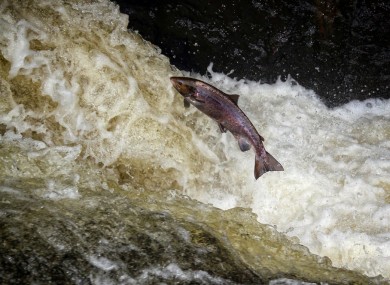 salmon