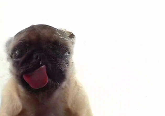 pug screen 15 brilliantly pointless to visit before doing anything important pug screen 15 brilliantly pointless to visit before doing anything important