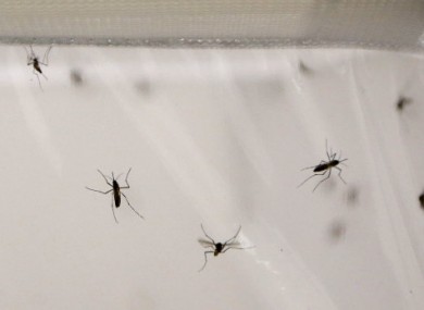 Malaria-infected mosquitoes are more attracted to human odours.