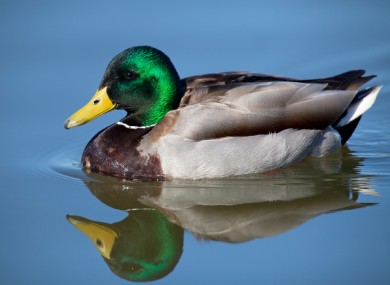 Duck