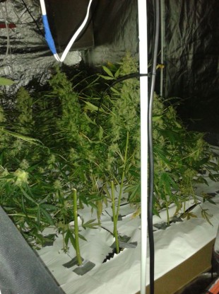 A cannabis grow house discovered by gardaí last month. (File photo)