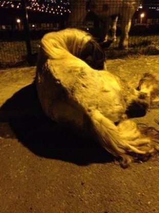 The horse that was discovered in the Hillview estate, Wicklow.