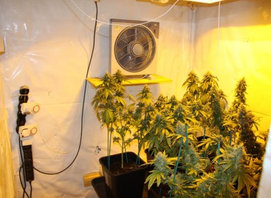 A separate grow house found by gardaí in August. (File photo)