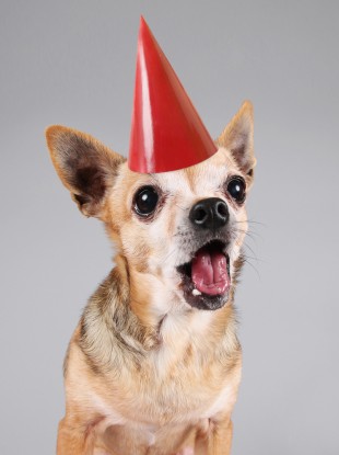 Christmas carolling dog posed by model.