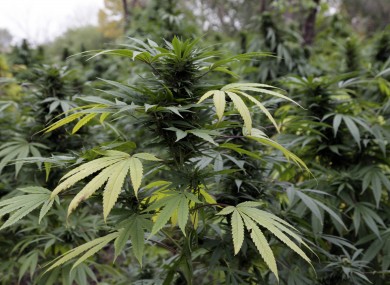 File photo of marijuana plants