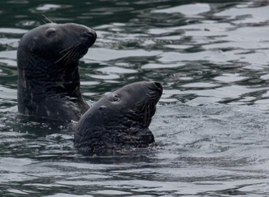 Seals in Howth Harbour