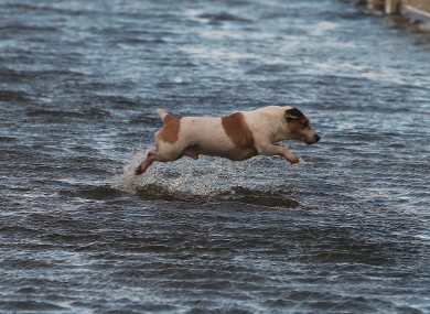 A dog makes his way home through a flood street in Limerick after the storm earlier this month.