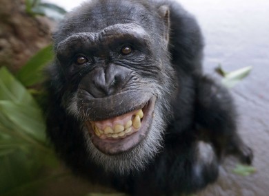 A chimpanzee, contraceptive status unconfirmed.