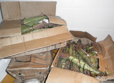 The khat seized by Revenue officials