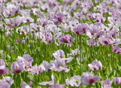 A general view of an agricultural poppy field in Dorset where the flowers are being grown for medicinal purposes to produce poppy-based drugs, such as morphine or codeine.