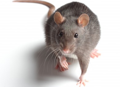 A rat (File photo)