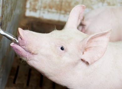 We're assured this piglet is drinking water.