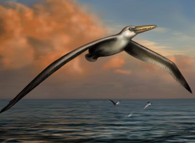 A reconstruction image of the world's largest ever flying bird