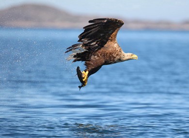 White Tailed Sea Eagle