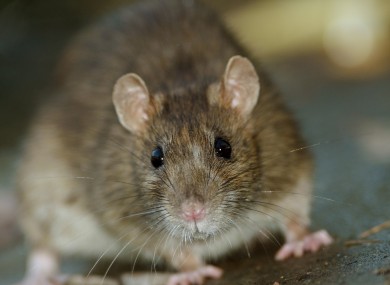 Rise in construction causing rats to come up from sewers and drains Rise in construction causing rats to come up from sewers and drains